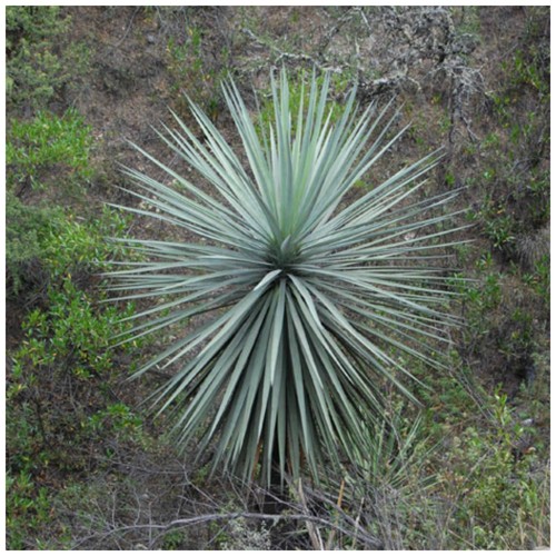 Semi dasylirion lucidum - 30, di