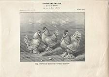 Stampa antica GALLO e GALLINE razza BARBUS D'UCCLE 1911 Antique print