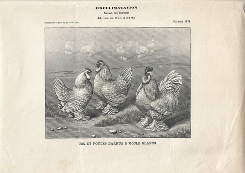 Stampa antica gallo - gallo, galline