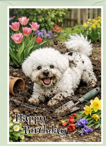 Biglietto compleanno bichon - biglietto,