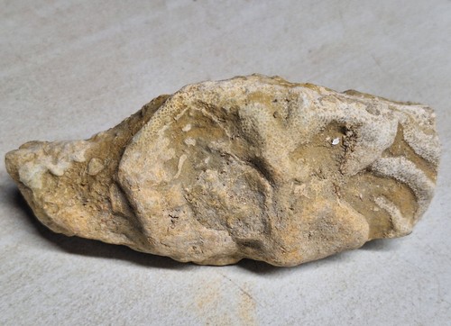 Grande bellissimo fossile - , di