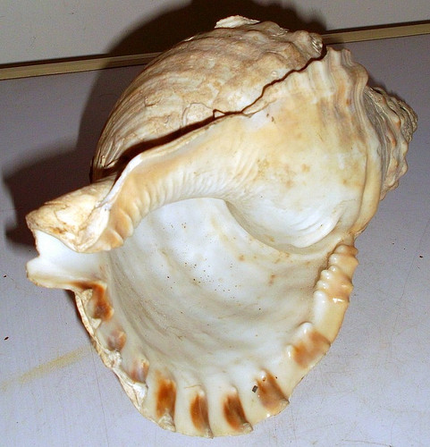 Conchiglia shell charonia - conchiglia,