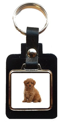 Toy poodle dog pet family - poodle,