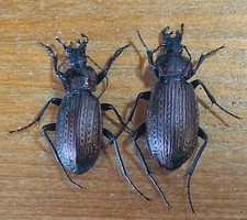 Coleoptera Carabidae BigPair