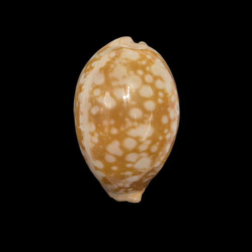 Conchiglia shell cypraea - conchiglia,
