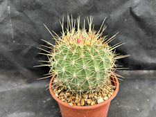 FEROCACTUS ALAMOSANUS IL