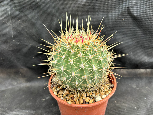 Ferocactus alamosanus - ferocactus, il