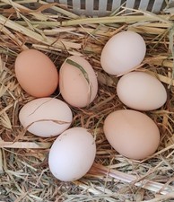 Uova Biologiche Galline Allevate a Terra No OGM Leggere Descrizione!