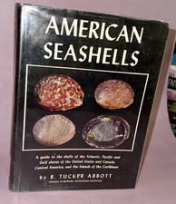 American seashells r - seashells,