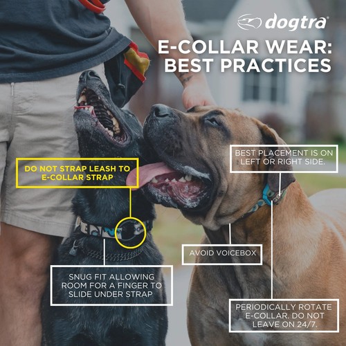 Dogtra 2500 collare - dogtra, t&b