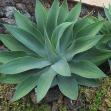 Agave attenuata - agave soave