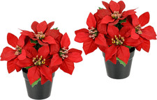 Poinsettie - Poinsettie in
