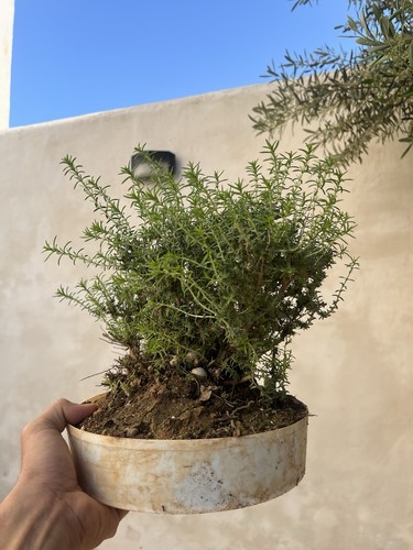 Bonsai timo come foto - bonsai, in