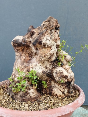 Bonsai olivastro 30x30cm - bonsai,