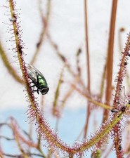 Pianta carnivora Drosera