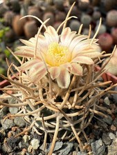 Pediocactus peeblesianus f