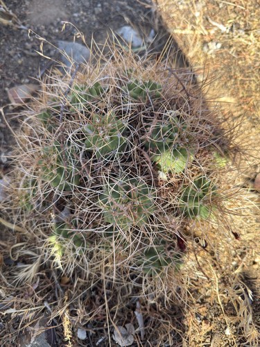 Echinocereus triglochidiatus