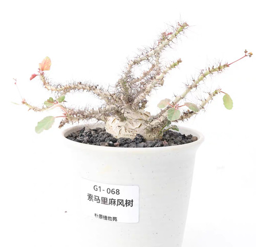 Rara jatropha marginata - rara,
