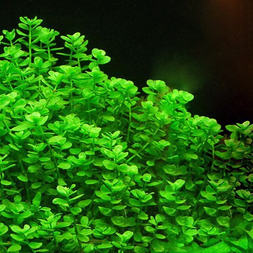 Mix piante acquario - mix, 5