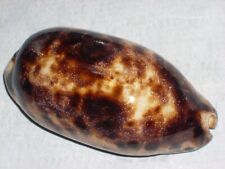 CYPRAEA TESTUDINARIA WOOOOOOW