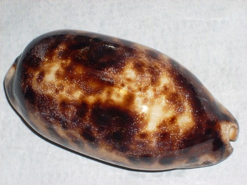 Cypraea testudinaria woooooow - cypraea,