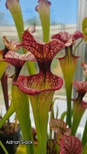 Sarracenia x 'Adrian Slack'