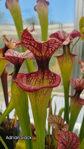 Sarracenia adrian slack - sarracenia, x