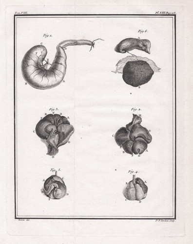 Mole talpa organi anatomia - mole,