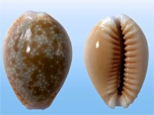 Cypraea helvola hawaiiensis, Ewa Beach, Hawaii, 22,5 mm, LOVELY