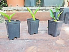 Strelitzia Juncae Bird of Paradise succulent exotic resistente freddo SUD AFRICA