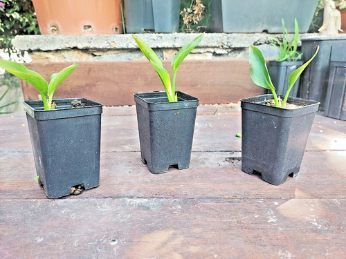 Strelitzia juncae bird - strelitzia, of