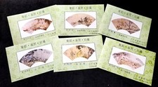 *SPEDIZIONE GRATUITA Cina
