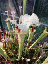 Sarracenia "Elena Flora"