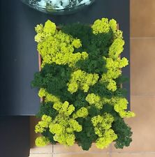 QUADRO DI MUSCHIO STABILIZZATO