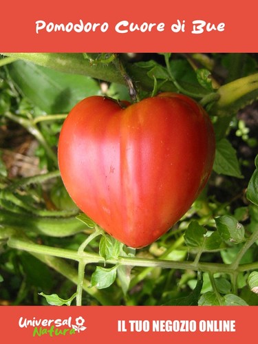 Semi pomodoro cuore - di, 🍅