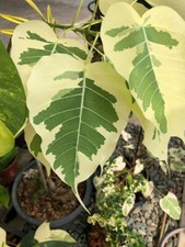 80001121 Ficus religiosa fico di pioppo 5 semi