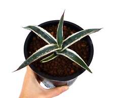 Agave funkiana cv HAKURO SHIRO FUKURIN white variegated 5-15cm -  - Agave funky