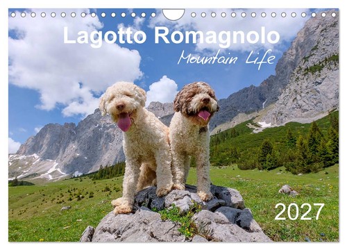 Lagotto romagnolo mountain - romagnolo,