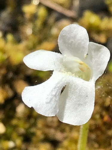 Semi freschi pinguicula - 10,