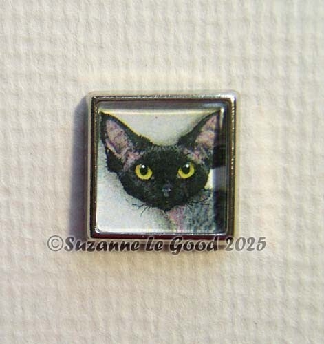 Devon rex cat art lapel - devon,