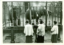 1942 Roma Zoo, Bioparco, benedizione animali, elefanti