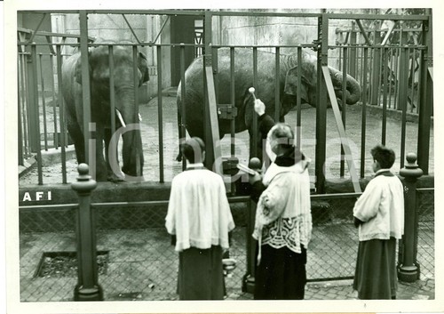1942 roma zoo bioparco - zoo,,