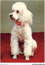 AILP8-0792 - CANE - Barboncino