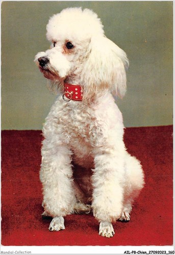 Ailp8 0792 cane barboncino - -,