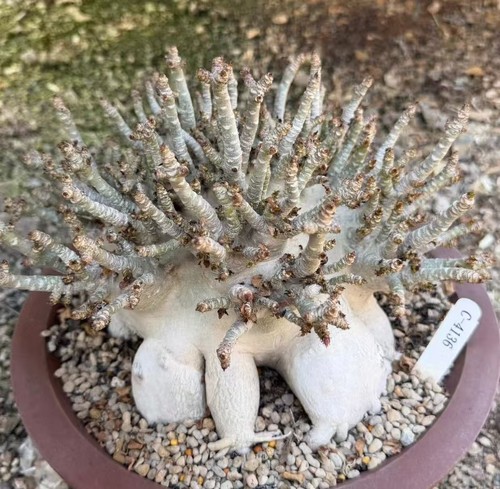 Corona spalmabile cm - corona,