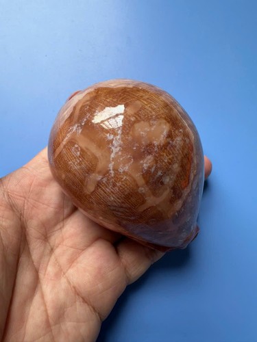 Mappa cypraea f - mm, |