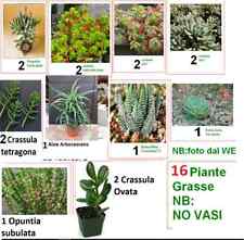 25 Piante Grasse (alcune da radicare) diversi tipi NO vaso LEGGERE DESCRIZIONE