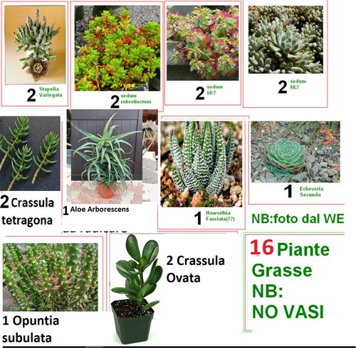 Piante grasse alcune da - grasse,
