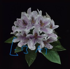 AZALIAS - FLOWERS C1890 Magic