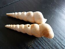 2 Fossiles Turritella